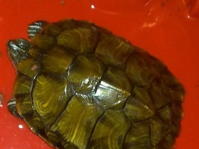 如何饲养印度棱背龟（以宠物为主的全方位饲养攻略，打造一个舒适的家）