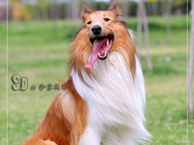 喜乐蒂与苏牧的幼犬时期的区别（探究两种犬类幼犬时期的差异与成长轨迹）