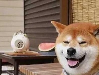 狗狗的幸福感——揭秘狗狗快乐的行为和关键因素（狗狗的快乐秘密）
