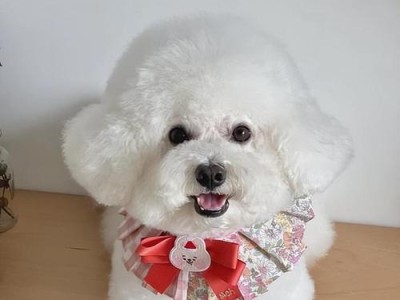 如何选择一只漂亮好饲养的狗狗？（推荐适合家庭的狗狗品种）