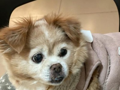 头圆圆的狗——柴犬的独特之处（细数柴犬的头形和特点）