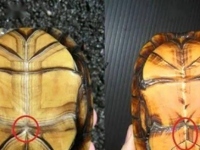 非洲棱背泥龟的完整饲养指南（如何打造一个适宜棱背泥龟生活的家园）