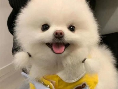 纯白色狗狗的魅力与特点（一览纯白狗狗的迷人风采）