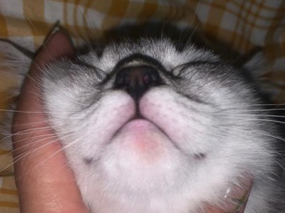 猫咪黑下巴了怎么办？（如何有效预防和治疗猫咪的黑下巴问题？）