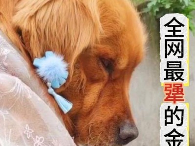 小金毛喂养的注意事项（如何正确喂养小金毛，让它健康成长）
