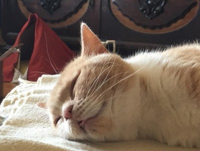 非典型睡眠行为动物的奇妙世界（揭秘世界上不爱睡觉的动物群体）