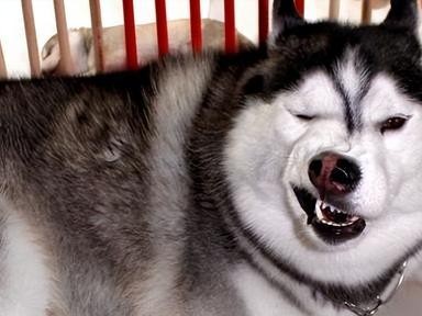 边境牧羊犬与金毛的区别（比较宠物品种特点，让你更了解你的狗）