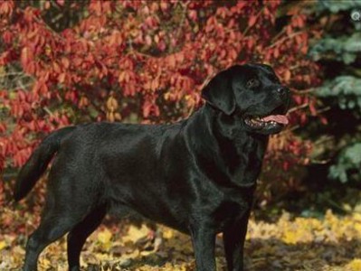 平毛寻回猎犬饲养指南（如何养护一只优秀的平毛寻回猎犬）