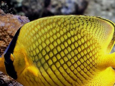黑背蝴蝶鱼的饲养方法（打造一款完美宠物水族箱，让黑背蝴蝶鱼在家中舒适生活）
