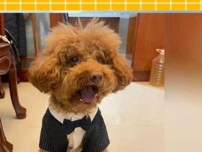 狗狗如何快速辨认主人（狗狗是如何辨别主人的？）