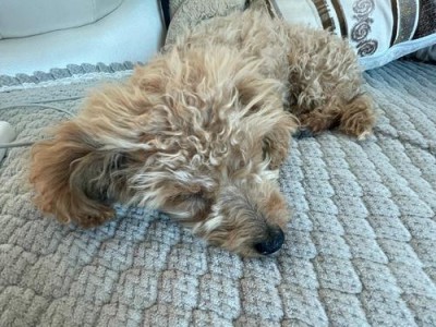 狗困了什么样？（探究狗狗的睡眠习惯和表现）