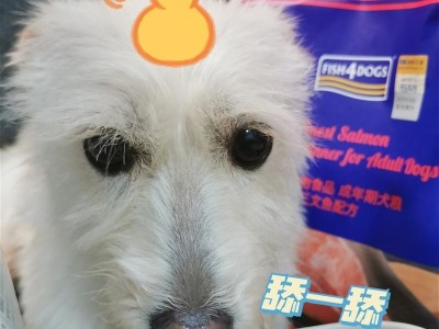 狗狗吃三文鱼（让我们一起探讨狗狗吃三文鱼的最佳方式）