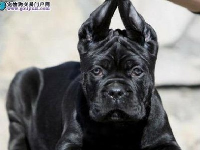 卡斯罗为何裁耳？（探寻卡斯罗裁耳行为的原因）