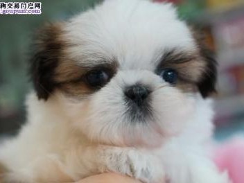 如何判断以西施犬的年龄？（掌握这些方法，让你的宠物更健康）
