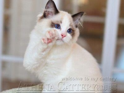 探究Muffie布偶猫的血统（解析Muffie布偶猫家族的神秘过去）