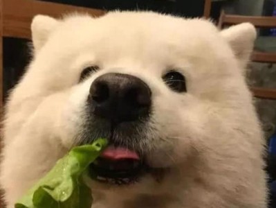 萨摩耶犬太胖怎么办？（为你的宠物狗瘦身指南）