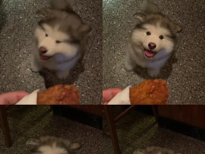 阿拉斯加犬价格及其特点详解（了解阿拉斯加犬的优缺点，从而决定是否适合你的家庭宠物生活）