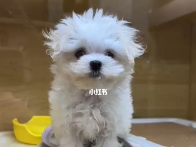 为什么养马尔济斯犬的人很少？（探究马尔济斯犬在宠物市场上的表现）