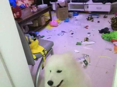揭秘狗狗的睡眠时间有多长？（主人们常常被蒙蔽，你了解狗狗的睡眠需要吗？）