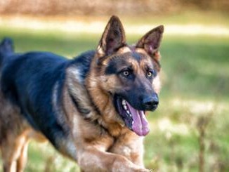 德国牧羊犬怀孕了，该怎么喂食？（以宠物为主，科学喂养让母犬健康生育）