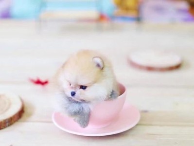 茶杯犬（茶杯犬的起源及其遗传缺陷）