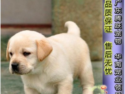 拉布拉多幼犬如何快速成长？（宠物爱好者必看的营养指南）