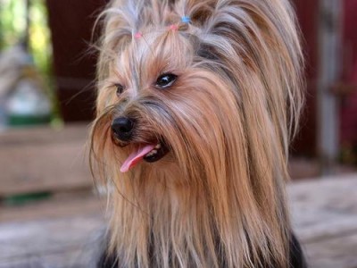 了解阿富汗犬（探索阿富汗犬的起源、特点和适应环境）