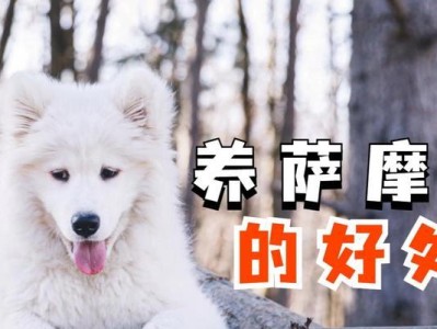 饲养萨摩耶的注意事项（了解市场价格和养护需求，为您的萨摩耶提供最佳照顾）