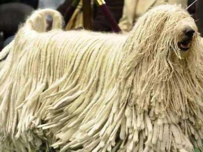 喜乐蒂的毛发打结了怎么办？（宠物毛发打结的原因、预防和处理方法）