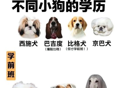 饲养边牧的误区及正确做法（避免这些误区，给边牧提供健康成长环境）