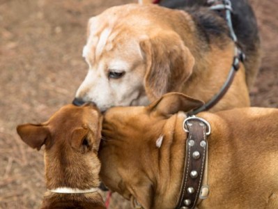 养狗狗的人应该考虑饲养一只拉布拉多犬（为什么拉布拉多犬是理想的宠物选择）