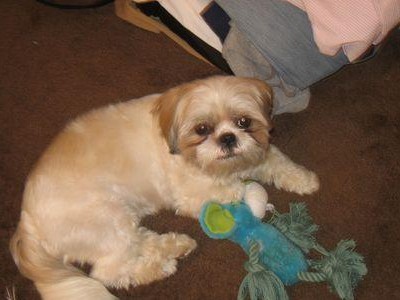 探秘西施犬的迷人外貌和特征（了解西施犬的可爱小脸和优雅身姿）