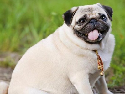 探秘以巴哥犬——另类爱宠的代表（揭开以巴哥犬的神秘面纱，品味非凡的陪伴）