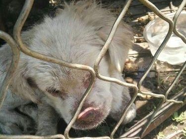 发现狗狗大便带血？别怕！这些帮你快速定位病因！（如何快速判断狗狗大便带血的原因，保护宠物的健康）