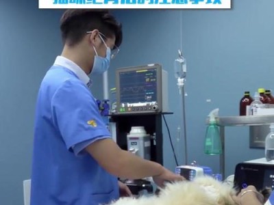 猫咪绝育需花费多少钱？（了解猫咪绝育的费用和必要性）