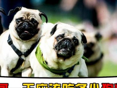 狗狗的饮食规律与喂养频率（科学喂食对狗狗健康的重要性）