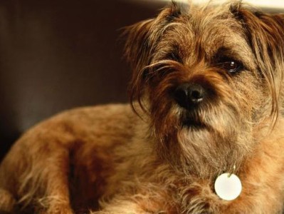 ChoosingthePerfectNameforYourDog（ExploringtheArtofNamingMan'sBestFriend）