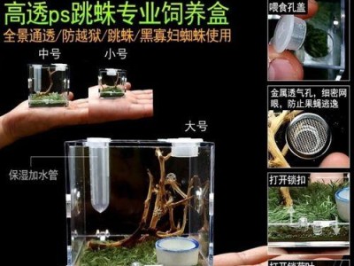 如何科学饲养黄蛉（宠物黄蛉的饲养技巧与注意事项）