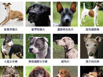 了解各种狗狗品种及其身价（探索狗狗世界的奇妙与多样性）