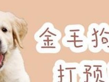 如何正确为宠物打疫苗（一岁后的狗狗需要特别注意的事项）
