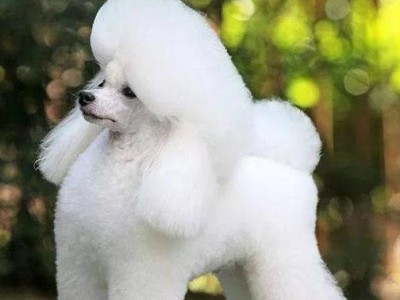 贵宾犬养护宝典（贵宾犬养护的关键要点及实用建议，让你的宠物成为最佳伴侣）