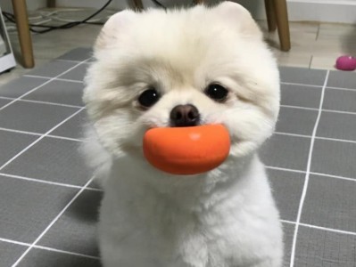 如何正确给博美修剪趾甲和脚底毛（宠物的健康需要你的关注，足爱才能足步行）