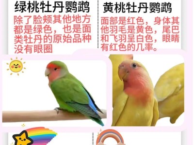 牡丹鸟的饮食习性与喂养方法（了解牡丹鸟的食物需求，打造健康的喂养计划）