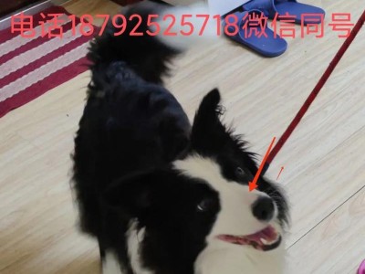 我家边牧的背部黑白分明，原因是什么？（探究边牧背部黑白分明的成因与特点）
