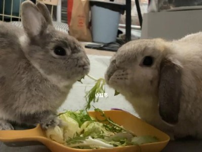 兔子的最爱（探寻兔子饮食的秘密，为你的宠物提供最佳营养）