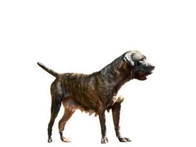 如何正确饲养威玛猎犬（打造健康、快乐的宠物生活）