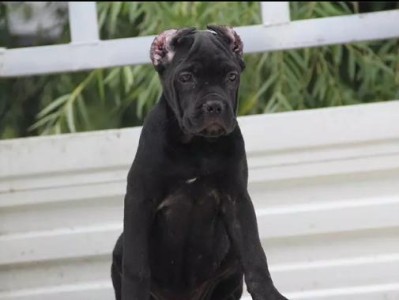 以意大利卡斯罗犬的饲养方法及注意事项（如何正确照料卡斯罗犬宝宝，让它们健康成长）