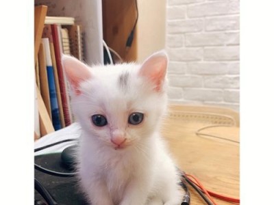 从宠物角度看待家养小猫被抓要打疫苗问题（从宠物角度看待家养小猫被抓要打疫苗问题）