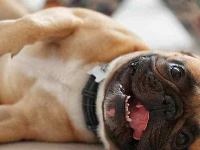 宠物幼犬吐了两天突然死亡，原因竟是……（爱护宠物需知！避免家中毒物对宠物危害！）