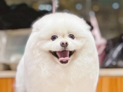 俊介犬和博美（探讨俊介犬和博美的区别与特点）